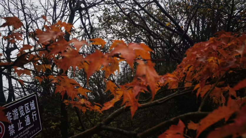 1761559904660694.png 1761559904660694.png